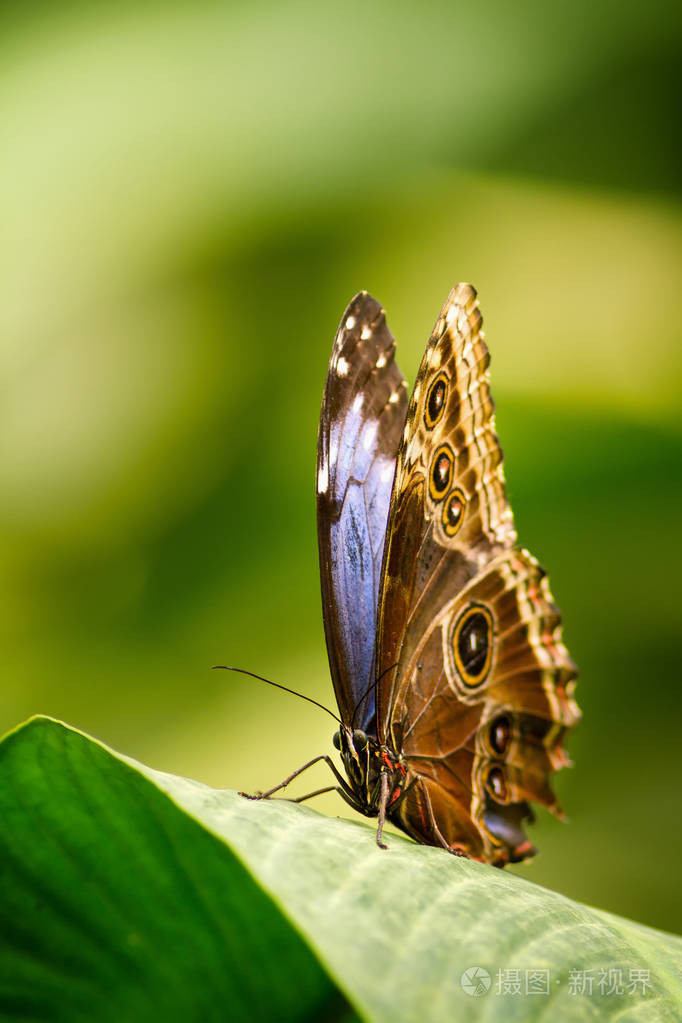 收起翅膀的蓝色蝴蝶坐在一片树叶-大蓝闪蝶