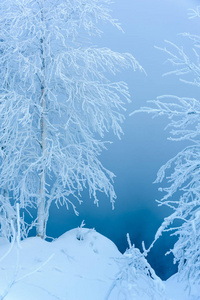 被雪覆盖的树木的风景