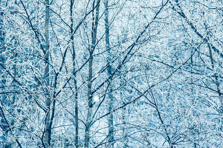 被雪覆盖的树木的风景