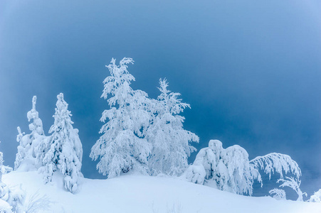 被雪覆盖的树木的风景