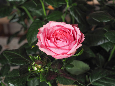 粉红色玫瑰多年生灌木罗萨属花