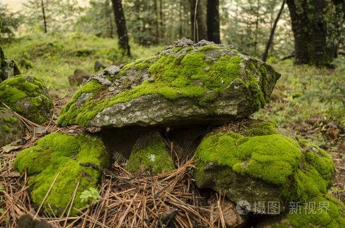 苔藓和地衣覆盖的石头
