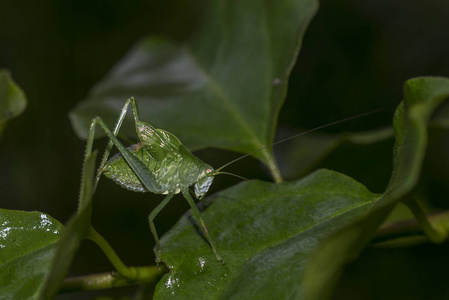 触角科绿色蝗虫的长触角照片