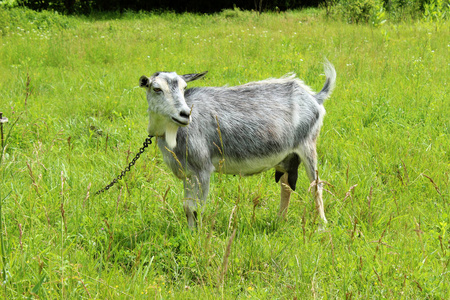 灰色羊在草地上