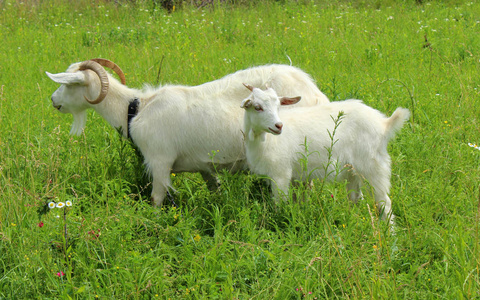 白山羊牧场吃草。链上的小山羊。母亲