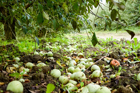 一排排的树和树下地面的果实.照片