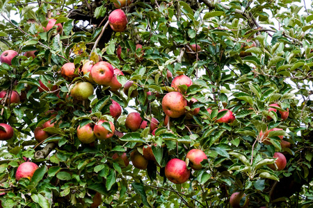 苹果园。 一排排的树和树下地面的果实。