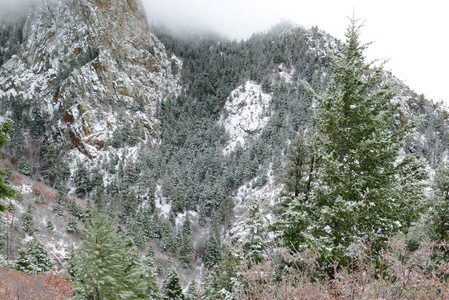 颜色鲜艳的高山森林景观与雪，桑迪亚山脉，新墨西哥，美国