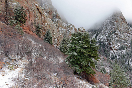 颜色鲜艳的高山森林景观与雪，桑迪亚山脉，新墨西哥，美国