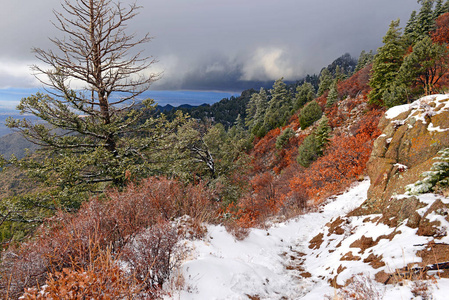 颜色鲜艳的高山森林景观与雪，桑迪亚山脉，新墨西哥，美国