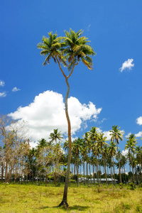 双头的椰子树在汤加塔布岛上