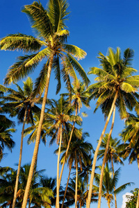 在 Lavena Taveuni 岛，斐济棕榈树筹委会蓝色天空