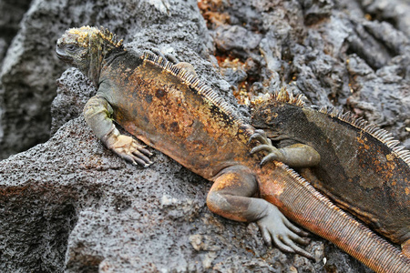 海鬣蜥在圣地亚哥岛 Ec 加拉巴哥国家公园