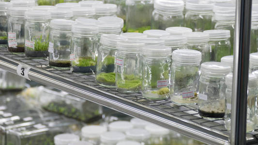 植物组织培养图片