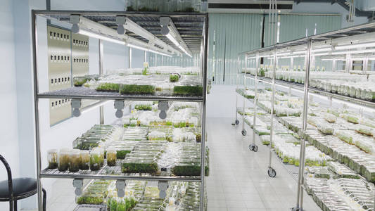 生长在一个瓶子上在实验室的架子上的植物组织培养照片