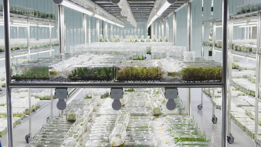 生长在一个瓶子上在实验室的架子上的植物组织培养水土保持植物实验室