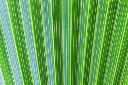 绿色的棕榈树纹理
