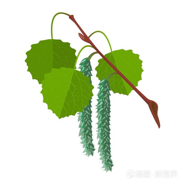 白杨树叶与雄花孤立现实的矢量