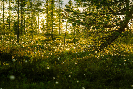 一个美丽的沼泽景观与棉花在日落
