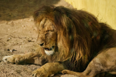 日光浴在动物园里的狮子