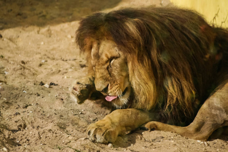 日光浴在动物园里的狮子图片