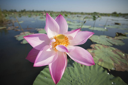坤莲花泰国的帕瓦比湖
