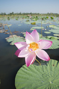 坤莲花泰国的帕瓦比湖