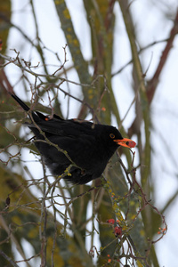 男的常见的黑鸟在冬天