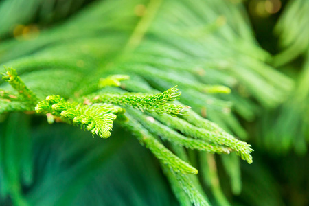 热带植物叶片