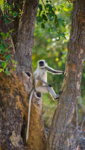 猴子坐在树上