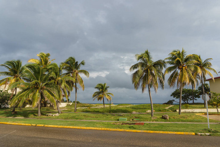 美丽的景色的棕榈树，古巴