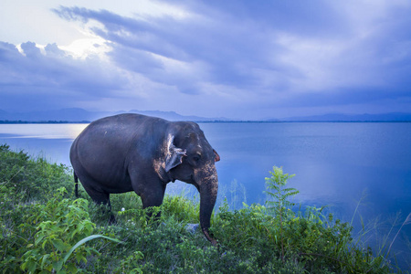 斯里兰卡的大象在斯里兰卡 Uda 瓦勒韦国家公园