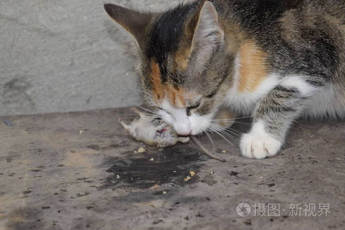 吃猫鼠吃猫图片