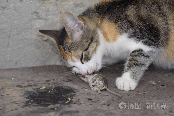 猫抓住了老鼠猫吃被抓的老鼠家庭猎人