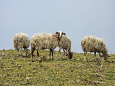 美丽的女人在字段之间的托斯卡纳的羊托斯卡纳羊在背景下的美丽的蓝