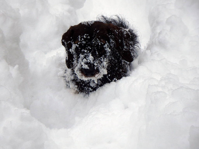 小狗和深雪