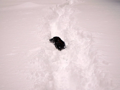 小狗和深雪