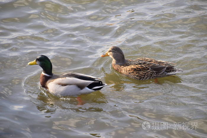 鸭子在池塘里游泳。 野鸭。 德拉克斯和雌性。
