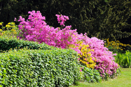 在春天的粉红色杜鹃花布什开花