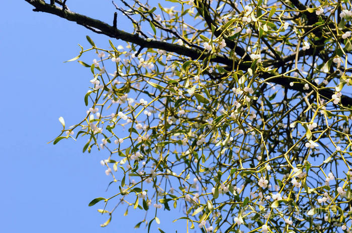 蓝色天空的映衬着槲寄生小枝