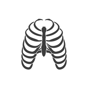 人类的肋骨图片