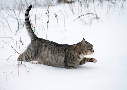 那只胖乎乎的猫下了很深的雪图片