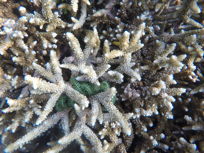 水下景观与尖锐的珊瑚和绿色的植物。在热带海洋中的白色珊瑚礁