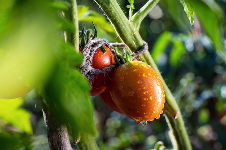 一串樱桃西红柿红绿水中滴眼液，成熟自然的西红柿生长在温室中的一个分支上成熟的西红柿准备挑选，美味的红番茄农场