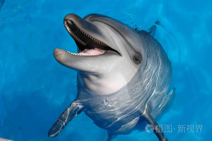 黑海海豚