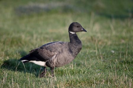 黑雁鹅，branta bernicla