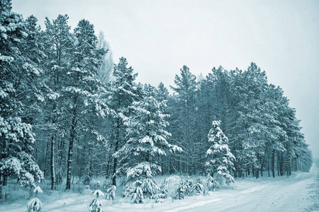 冰冻的冬季森林与雪覆盖了树