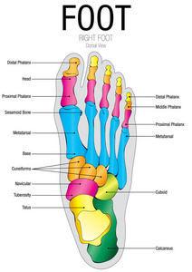 具有部分名称-矢量图像的足背视图的图表照片