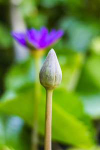 荷花或睡莲