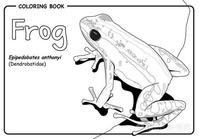 白色背景-着色书上的红色青蛙蛙我 (毒箭)插画-正版商用图片0wjo74-摄
